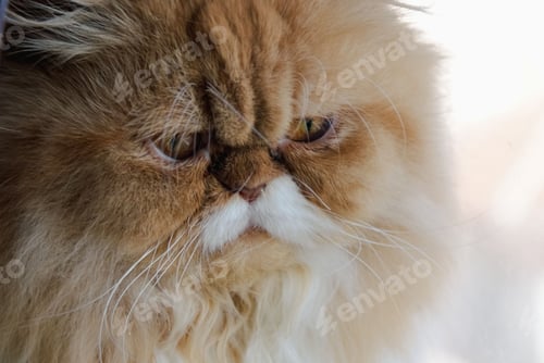 Preview: Fluffy Persian Cat Close-Up