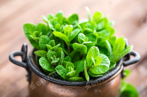 Fresh Green Mint Leaves in Copper Pot