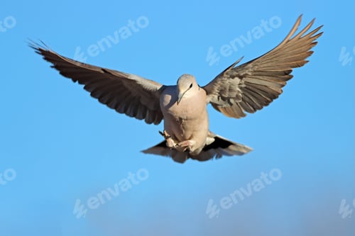 Preview: Cape turtle dove in flight