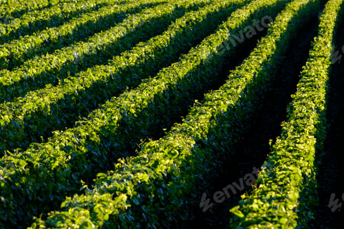 Preview: Aerial view of tree farm