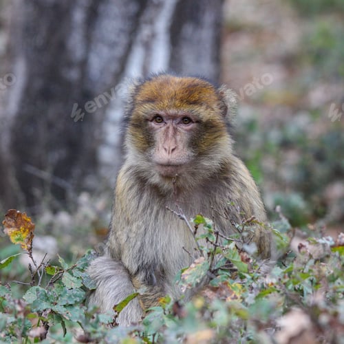 Preview: Selective focus shot of a cute little monkey in a lush forest environment