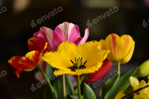 Preview: Yellow and red tulips isolated on black background