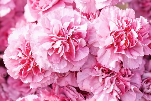 Preview: Red carnation flowers background. Top view, greeting card