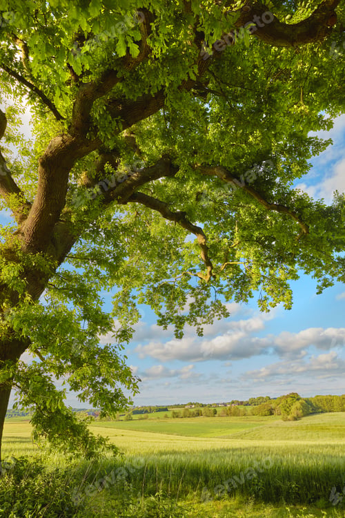 Preview: Danish forest in springtime