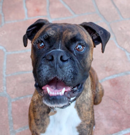 Preview: Cute boxer dog posing for his portait
