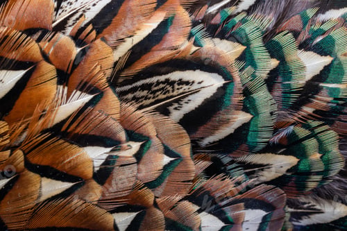 Preview: colored pheasant feathers with a visible texture. background
