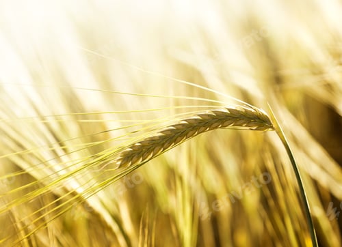 Preview: Field Of Barley And Sunny Day