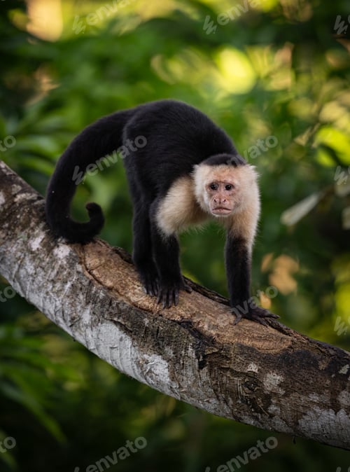 Preview: White-faced Capuchin Monkey in Costa Rica