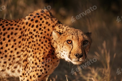 Preview: Cheetah is outdoors in the wildlife