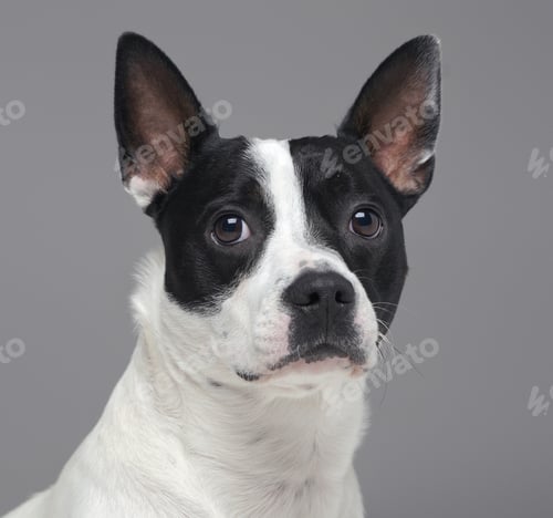 Preview: Portrait of isolated on gray purebred boston terrier dog