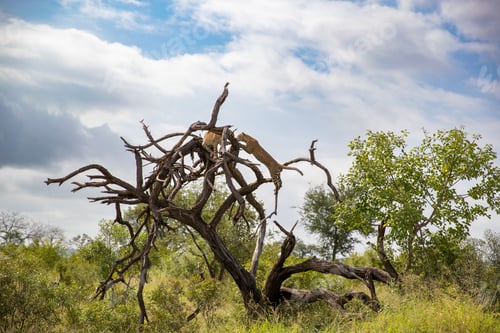 Preview: Two leopards, Panthera pardus, climb a dead tree