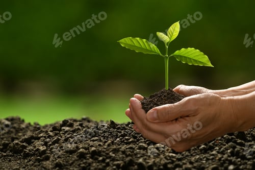Preview: Young plant and tree