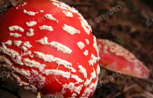 Vorschau: Fly Agaric, Nationalpark Sierra de Guadarrama, Spanien
