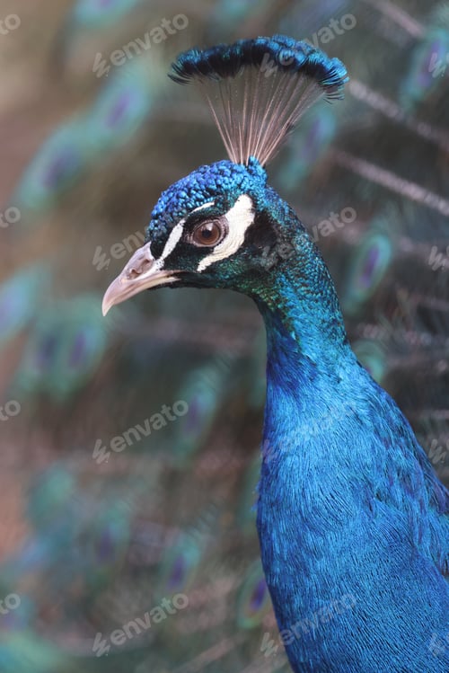 Preview: Common peacock - portrait view, Pavo cristatus