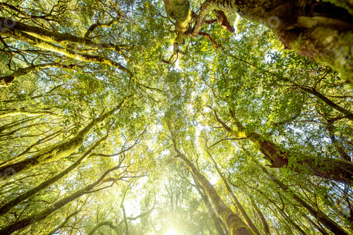 Preview: Evergreen forest on La Gomera island
