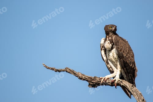 Preview: Martial Eagle, Polemaetus bellicosus, martial eagle perched on a branch, scanning the landscape.