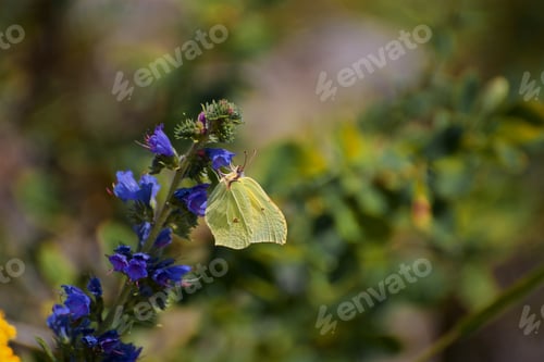 Preview: Close up photo of a beautiful yellow butterfly on the purple flower