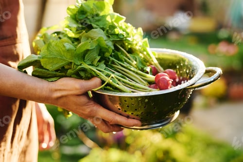 Preview: Metallic bowl with bunch of ripe radish