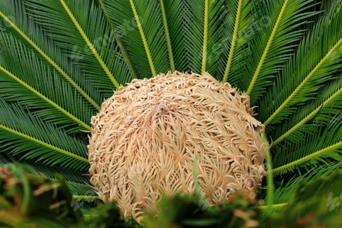 Preview: Female cone and foliage of cycas revoluta cycadaceae sago palm