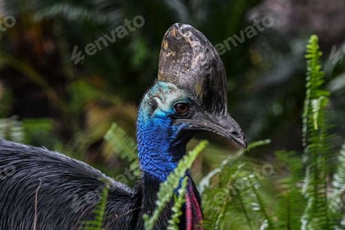 Preview: Selective focus shot of southern cassowary (Casuarius casuarius)