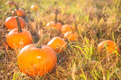 Preview: Many ripe orange pumpkins in field outdoors