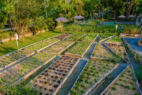 Preview: Community kitchen garden. Raised garden beds with plants in vegetable community garden in Thailand