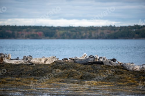 Preview: Group of grey seagulls relaxing together on rocky shore in Casco Bay in Maine