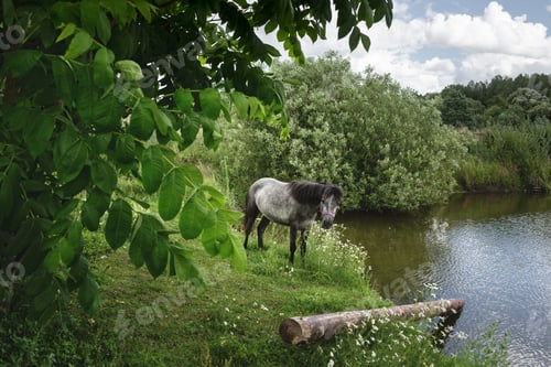 Preview: Grey horse grazing at the meadow near water pond among green trees and flowers, peaceful landscape