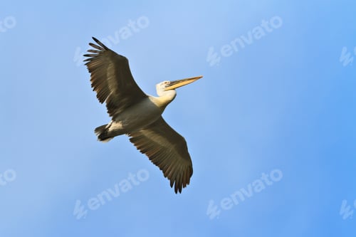 Preview: Dalmatian Pelican (Pelecanus crispus)
