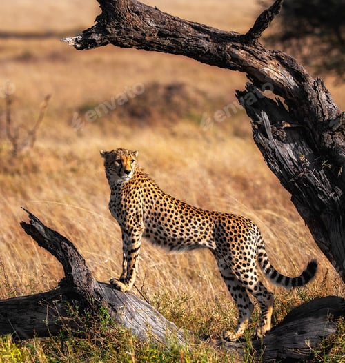 Preview: A Beautiful Tanzania Wildlife picture of World