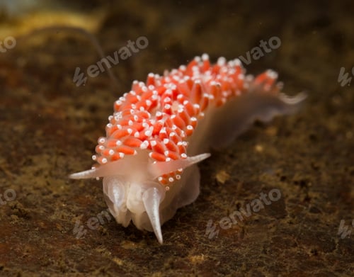 Preview: Flabellina verrucosa
