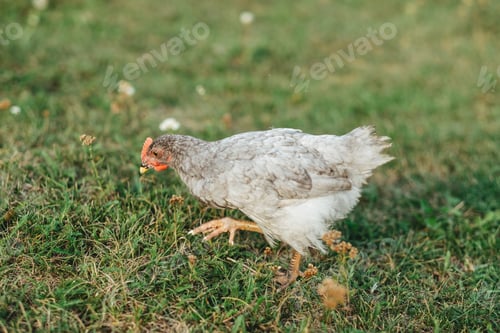 Preview: gray chick running on green grass