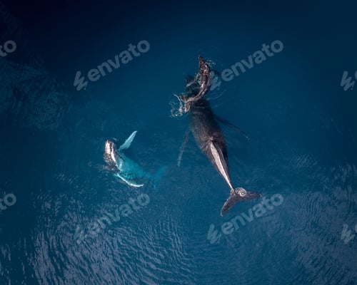 Preview: Aerial view of humpback whales in the ocean.