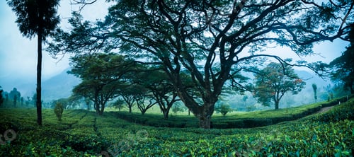Preview: Tea plantations landscape near Munnar in the Western Ghats Mountains, Kerala, India