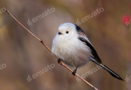 Preview: Long-tailed tit, Aegithalos caudatus. A very beautiful bird sitting on a branch, blurred background