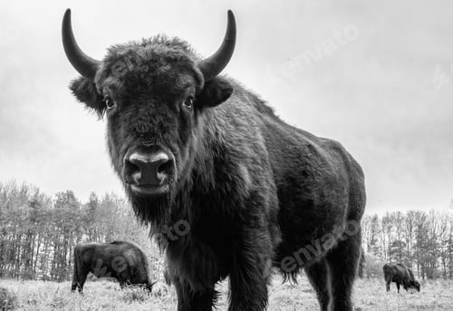 Preview: Bison close up looking in camera
