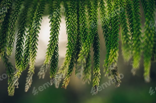 Preview: Green leaves