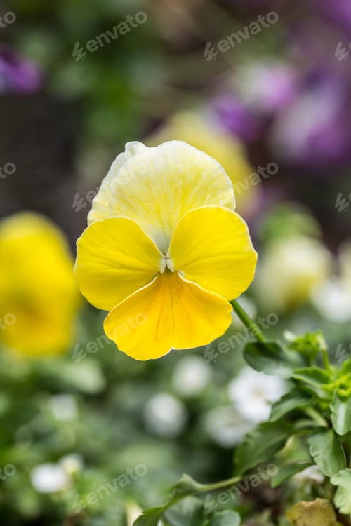 Preview: Cute Yellow Pansy In Spring