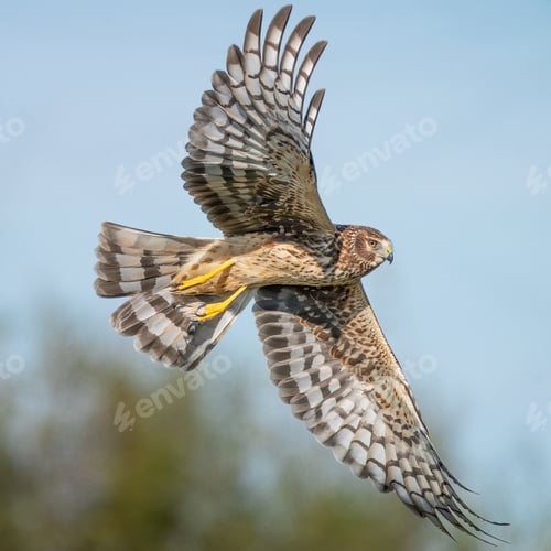Preview: Northern Harrier