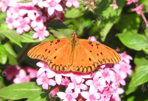 Preview: Orange butterfly in the flowers