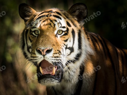 Preview: Wild siberian tiger in the jungle