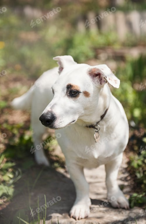 Preview: White dog breed Jack Russell Terrier