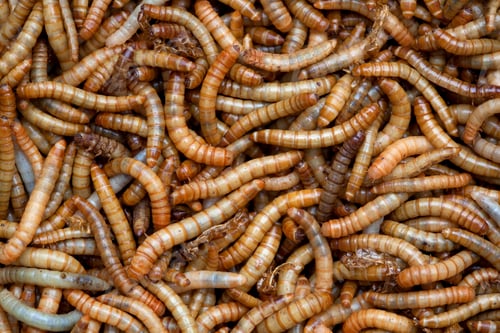 Preview: Living Mealworms, Larvae of the Mealworm Beetle Tenebrio molitor, full frame