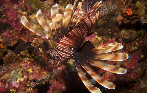 Vista previa: Fotografía de peces submarinos rodeada de una escena de arrecifes de coral