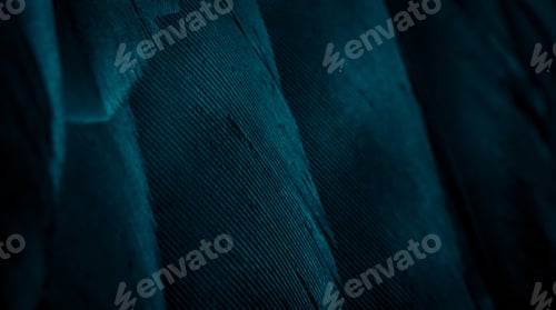 Preview: blue hawk feathers with visible detail. background or texture