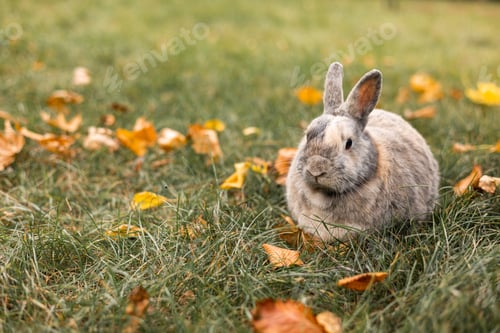 Preview: Little funny grey rabbit sitting in leaves in autumn.