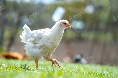 Preview: Hen feed on traditional rural barnyard. Close up of chicken standing on barn yard