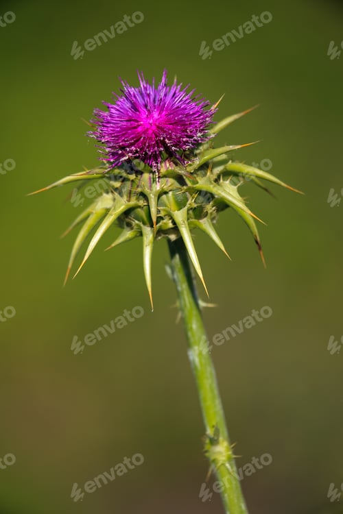 Preview: Thistle