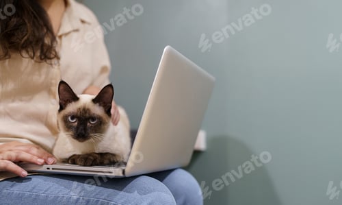 Preview: woman working from home with cat. cat asleep on the laptop keyboard. assistant cat working at Laptop