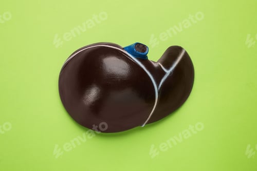 Preview: Model of liver on light green background, top view